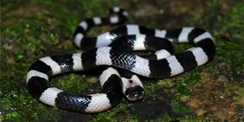 Một số các ý nghĩa về giấc mơ thấy rắn